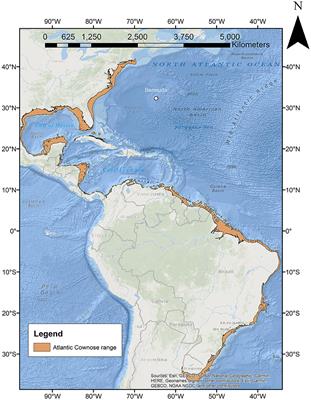 Recent expansion of the Atlantic cownose ray (Rhinoptera bonasus) into Bermudian waters